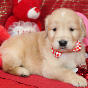 Golden Retriever Puppy Stark
