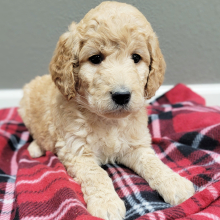 Labradoodle Puppy Marinette