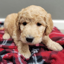 Labradoodle Puppy Marinette