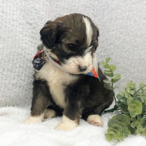 Bernedoodle Puppy Wyoming