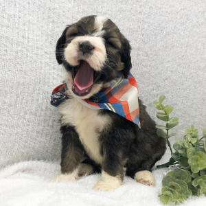Bernedoodle Puppy Wyoming