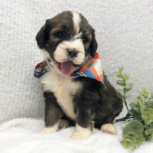 Bernedoodle Puppy Wyoming