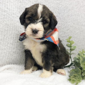 Bernedoodle Puppy Wyoming