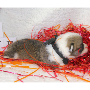 Pembroke Welsh Corgi Puppy Aaron