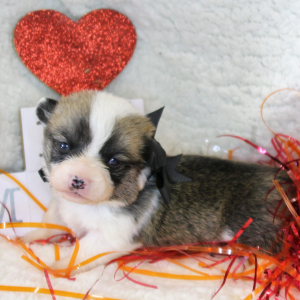 Pembroke Welsh Corgi Puppy Aaron