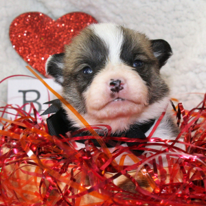 Pembroke Welsh Corgi Puppy Aaron