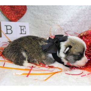 Pembroke Welsh Corgi Puppy Aaron