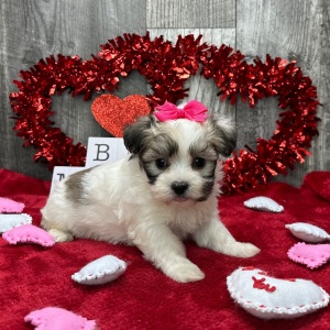 Havanese Puppy Crystal