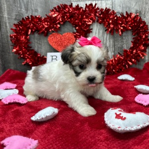 Havanese Puppy Crystal