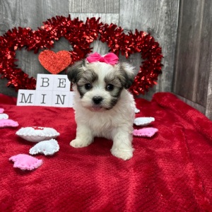 Havanese Puppy Crystal