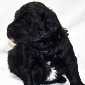 Goldendoodle Puppy Butler