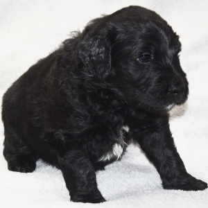 Goldendoodle Puppy Butler
