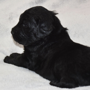 Goldendoodle Puppy Butler
