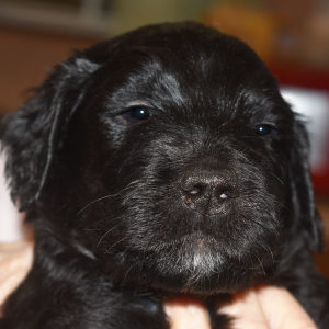 Goldendoodle Puppy Butler