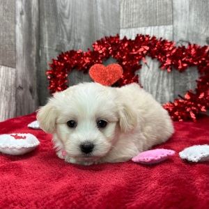 Havanese Puppy Kade