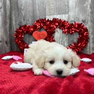 Havanese Puppy Kade