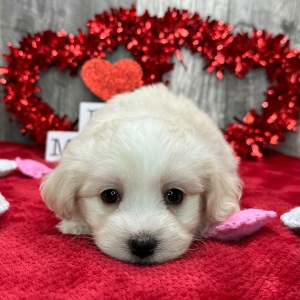 Havanese Puppy Kade