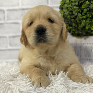 Golden Retriever Puppy Duke