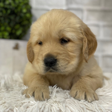 Golden Retriever Puppy Duke