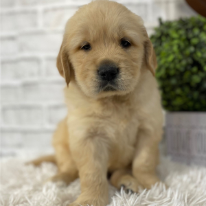 Golden Retriever Puppy Duke