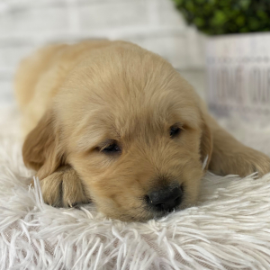 Golden Retriever Puppy Duke