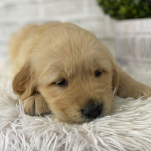 Golden Retriever Puppy Duke