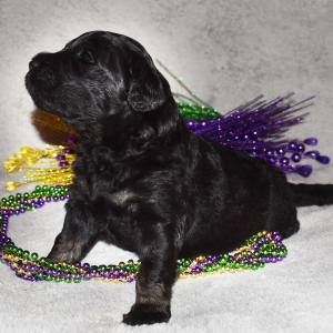 Goldendoodle Puppy Abishola