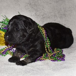 Goldendoodle Puppy Abishola