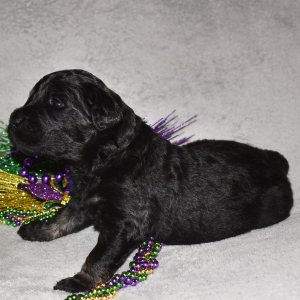 Goldendoodle Puppy Abishola