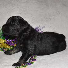 Goldendoodle Puppy Abishola