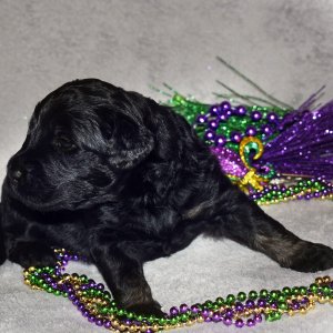 Goldendoodle Puppy Abishola