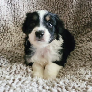 Australian Shepherd Puppy Lanna