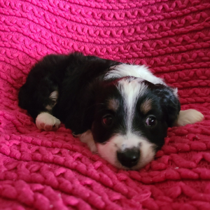 Australian Shepherd Puppy Lanna