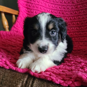 Australian Shepherd Puppy Lanna