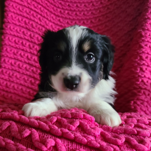 Australian Shepherd Puppy Lanna