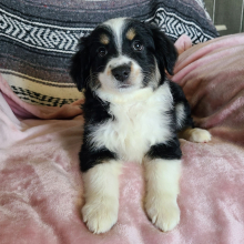 Australian Shepherd Puppy Lanna