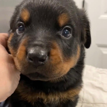 Rottweiler Puppy Bristol