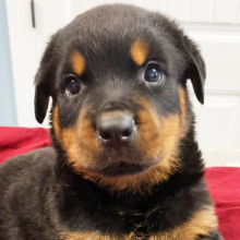 Rottweiler Puppy Bristol