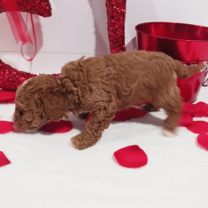 Goldendoodle Puppy Lolita