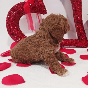 Goldendoodle Puppy Lolita