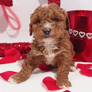 Goldendoodle Puppy Lolita