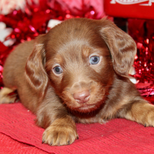 Dachshund Puppy Ian