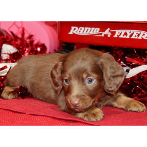 Dachshund Puppy Ian