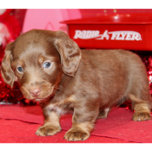 Dachshund Puppy Ian