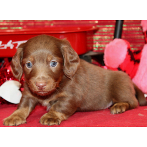Dachshund Puppy Ian