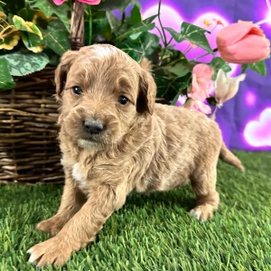 Goldendoodle Puppy Cynthia