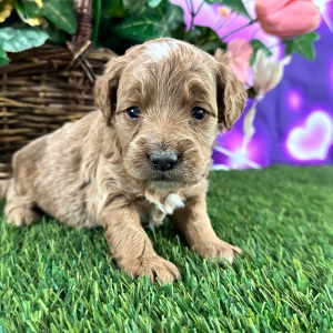 Goldendoodle Puppy Cynthia