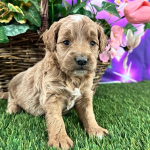 Goldendoodle Puppy Cynthia