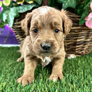 Goldendoodle Puppy Cynthia