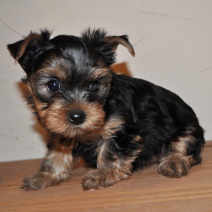 Yorkshire Terrier Puppy Star